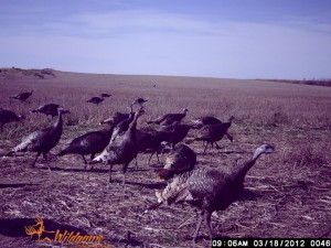 Feeding flock passing through.