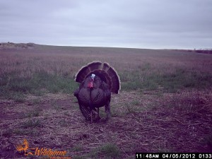 Kansas Rio strutting for the camera like he knew it was there.