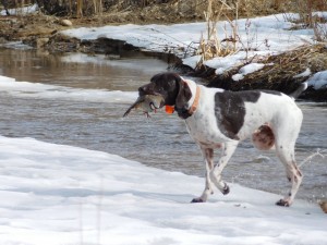 Remi's first water retrieve.  I never suspected it would be to get a chukar!