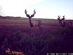 Kansas giant in the making.