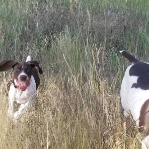 Leo trying to keep up with Remi.