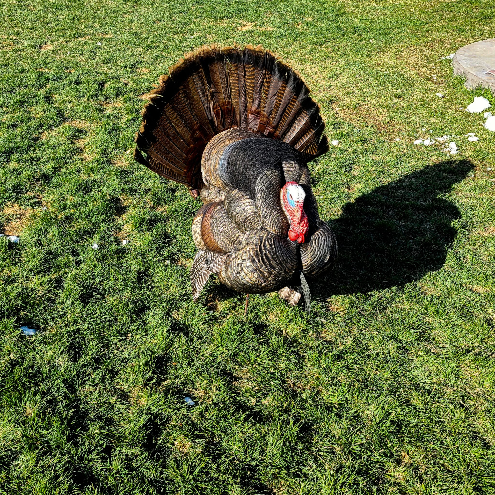 2021 South Dakota Turkey Hunting